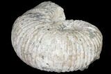 Huge, Tractor Ammonite (Douvilleiceras) Fossil - Madagascar #126465-2